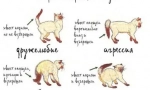 Как да успокои агресивната котка или котка
